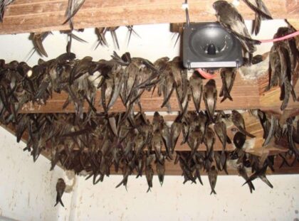 bên trong nhà yến thành công