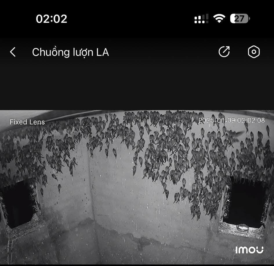 chim yến di cư vào miền nam - nhà yến pvnest